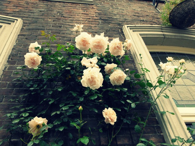 Roses near window